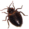 Pest Control Experts in Coimbatore