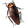 Pest Control Services in Coimbatore