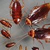 Commercial Pest Control Services in Coimbatore