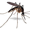 Best Pest Control Services in Coimbatore