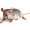 Rodent Control in Coimbatore
