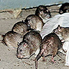 Restaurant Pest Control Services in Coimbatore