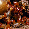 Residential Pest Control in Coimbatore